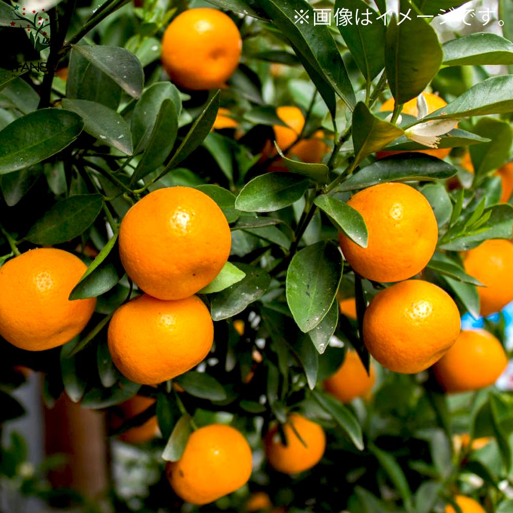 みかんの苗 ポンカン【果樹の苗木 4～5号ポット 接木苗／1個売り】