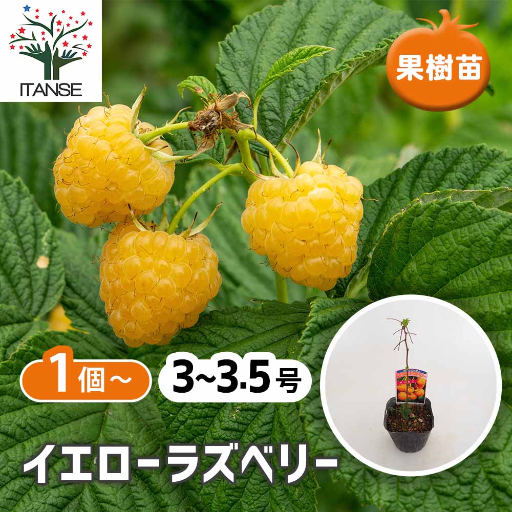 ラズベリー　苗　イエローラズベリー　大苗　苗木 イエローラズベリー 【果樹の苗 3.5号】｜ 【植物のITANSE】全品