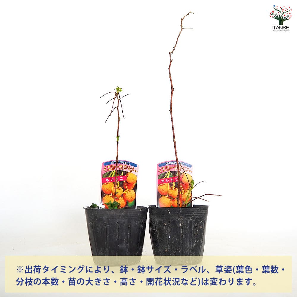 イエローラズベリー 【果樹の苗 3.5号】｜ 【植物のITANSE】全品