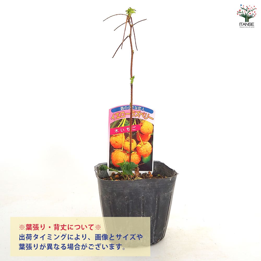 イエローラズベリー 【果樹の苗 3.5号】｜ 【植物のITANSE】全品