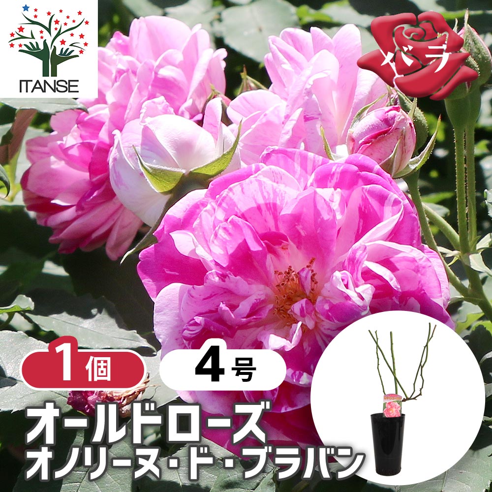薔薇 オノリーヌ ド ブラバン 接木苗【花苗 4号／1個売り】｜ 【植物の