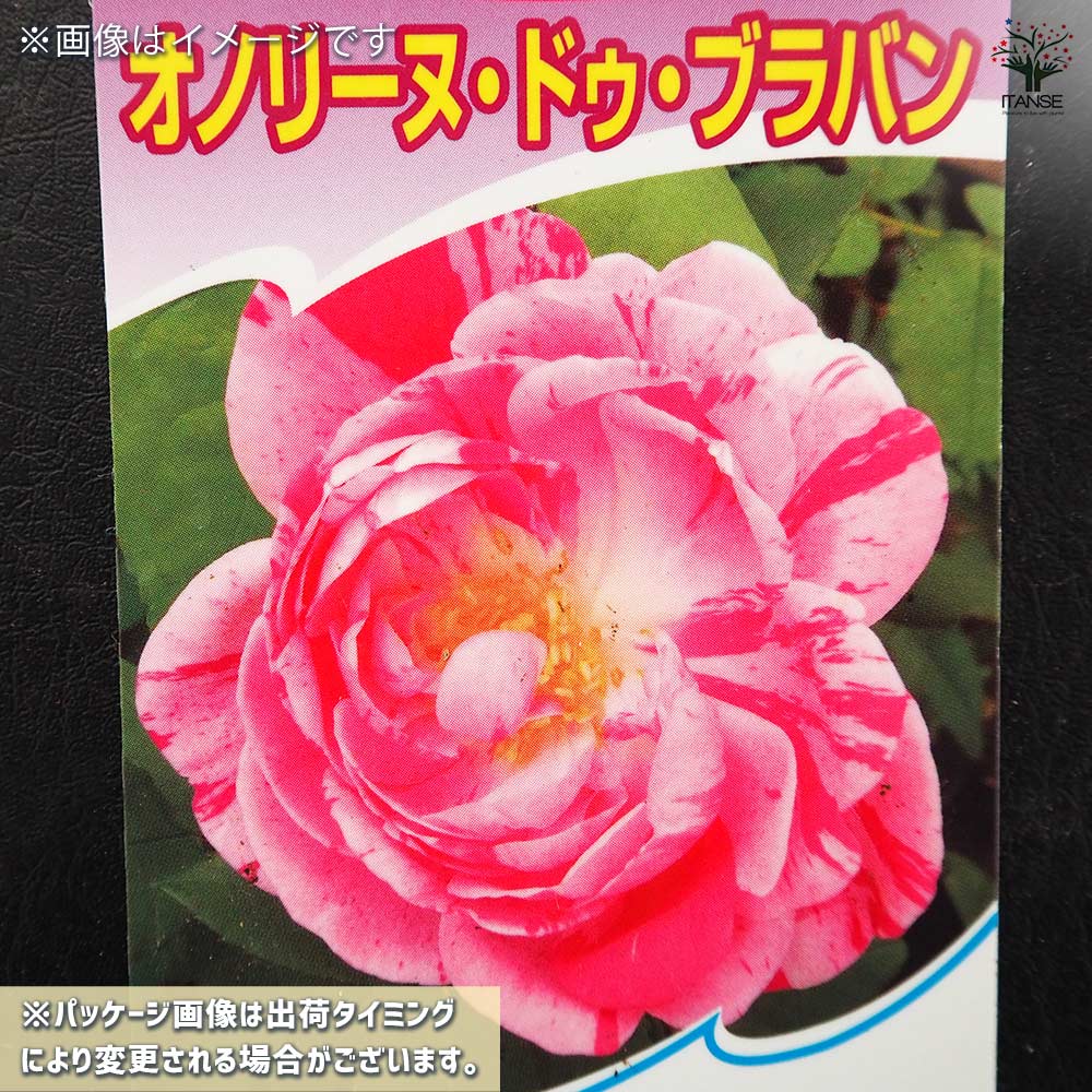薔薇 オノリーヌ ド ブラバン 接木苗【花苗 4号／1個売り】｜ 【植物の