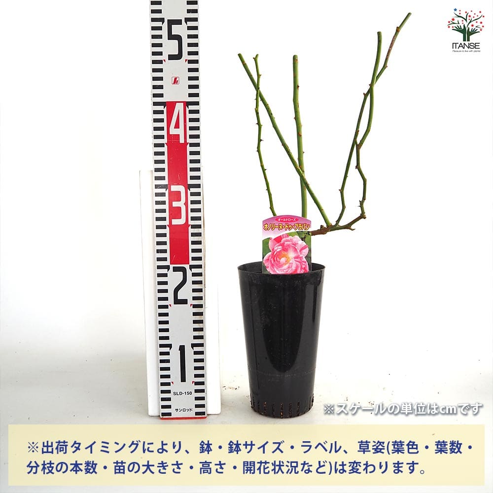 薔薇 オノリーヌ ド ブラバン 接木苗【花苗 4号／1個売り】｜ 【植物の