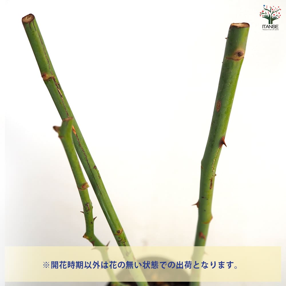 薔薇 オノリーヌ ド ブラバン 接木苗【花苗 4号／1個売り】｜ 【植物の
