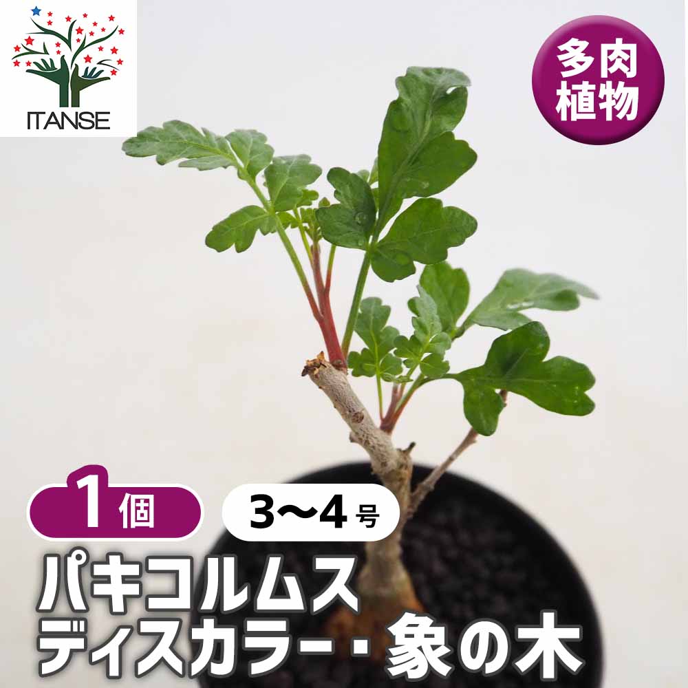 パキコルムス ディスカラー 象の木 【多肉植物 3号／1個売り