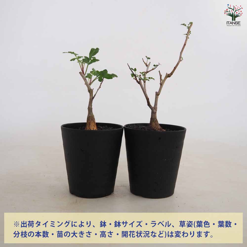 パキコルムス ディスカラー 象の木 【多肉植物 3号／1個売り