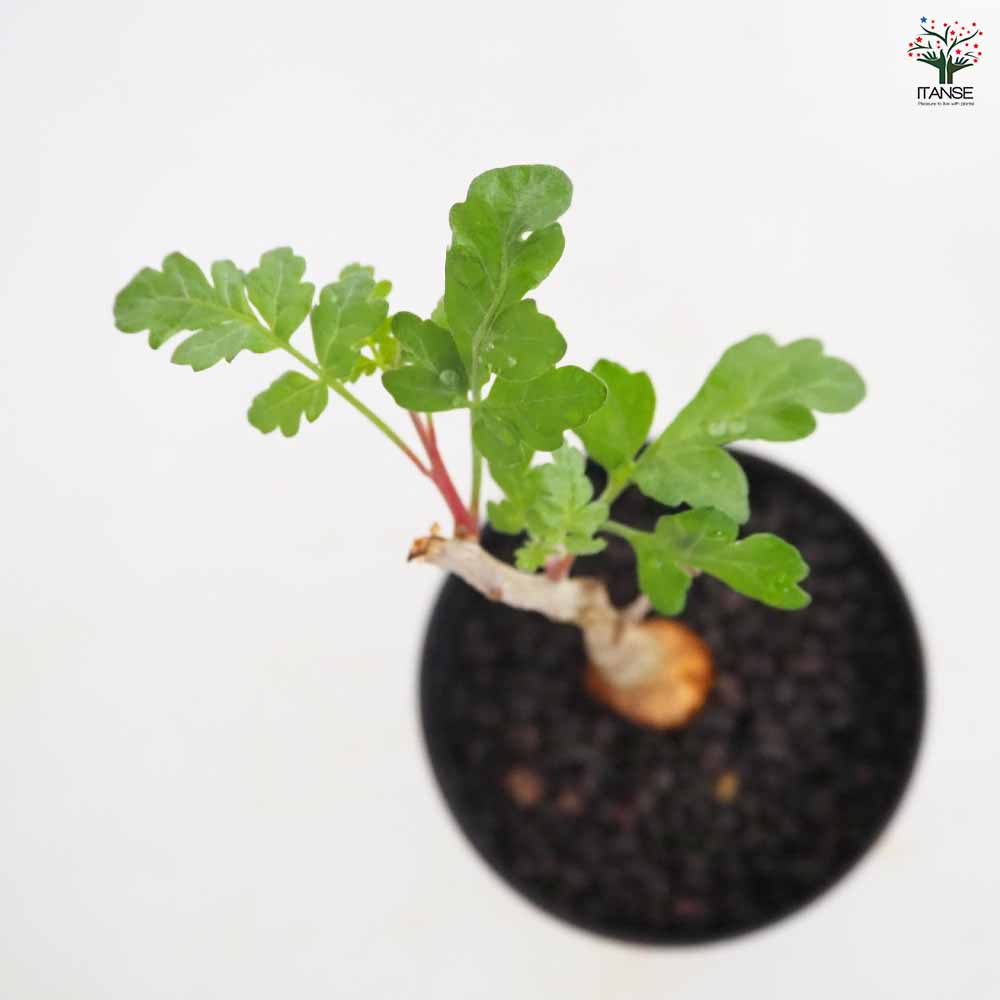 パキコルムス ディスカラー 象の木 【多肉植物 3号／1個売り