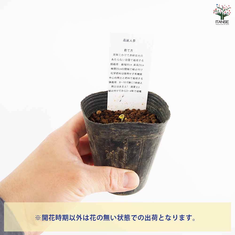 高麗人参 【野菜の苗 2.5号】｜ 【植物のITANSE】全品送料無料
