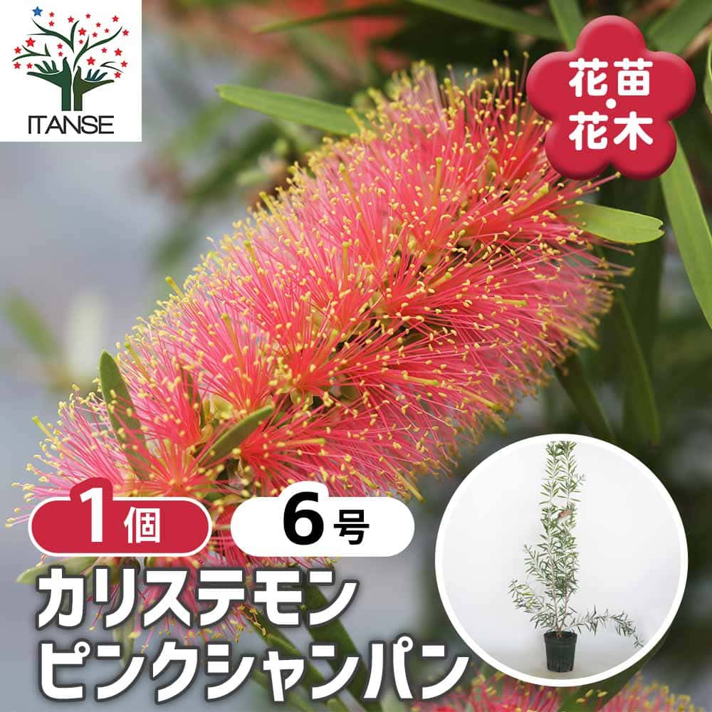 カリステモン ピンクシャンパン 【花木苗 6号／1個売り】｜ 【植物の