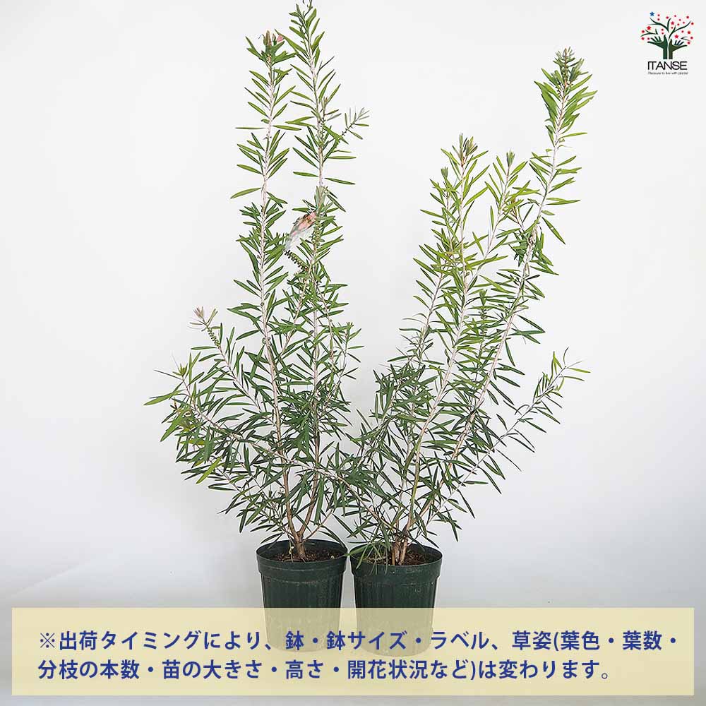 カリステモン ピンクシャンパン 【花木苗 6号／1個売り】｜ 【植物の