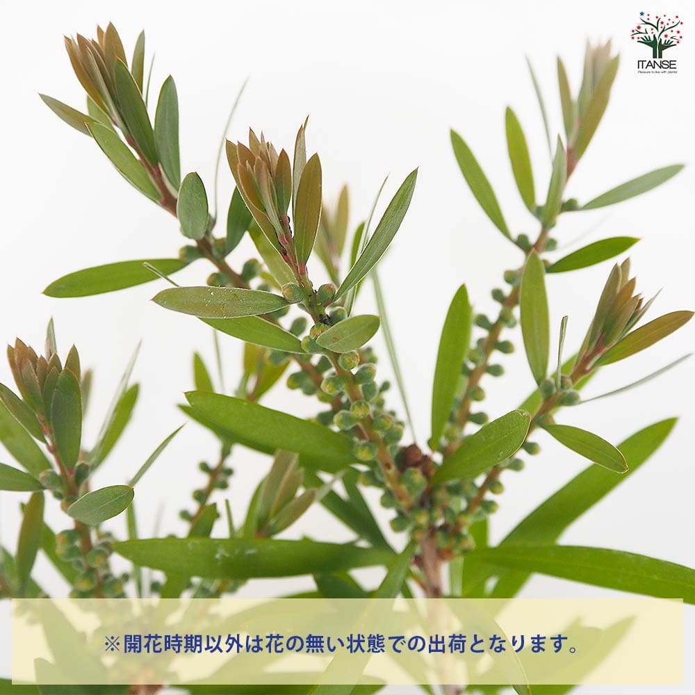 カリステモン ピンクシャンパン 【花木苗 6号／1個売り】｜ 【植物の