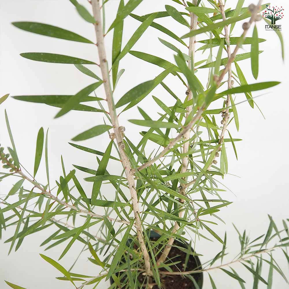 カリステモン ピンクシャンパン 【花木苗 6号／1個売り】｜ 【植物の