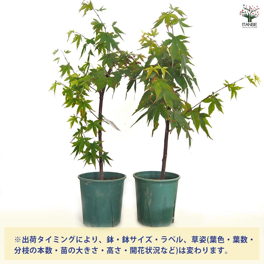 モミジ(カエデ)の苗木 中原 【花木苗 5号／1個売り】｜ 【植物の