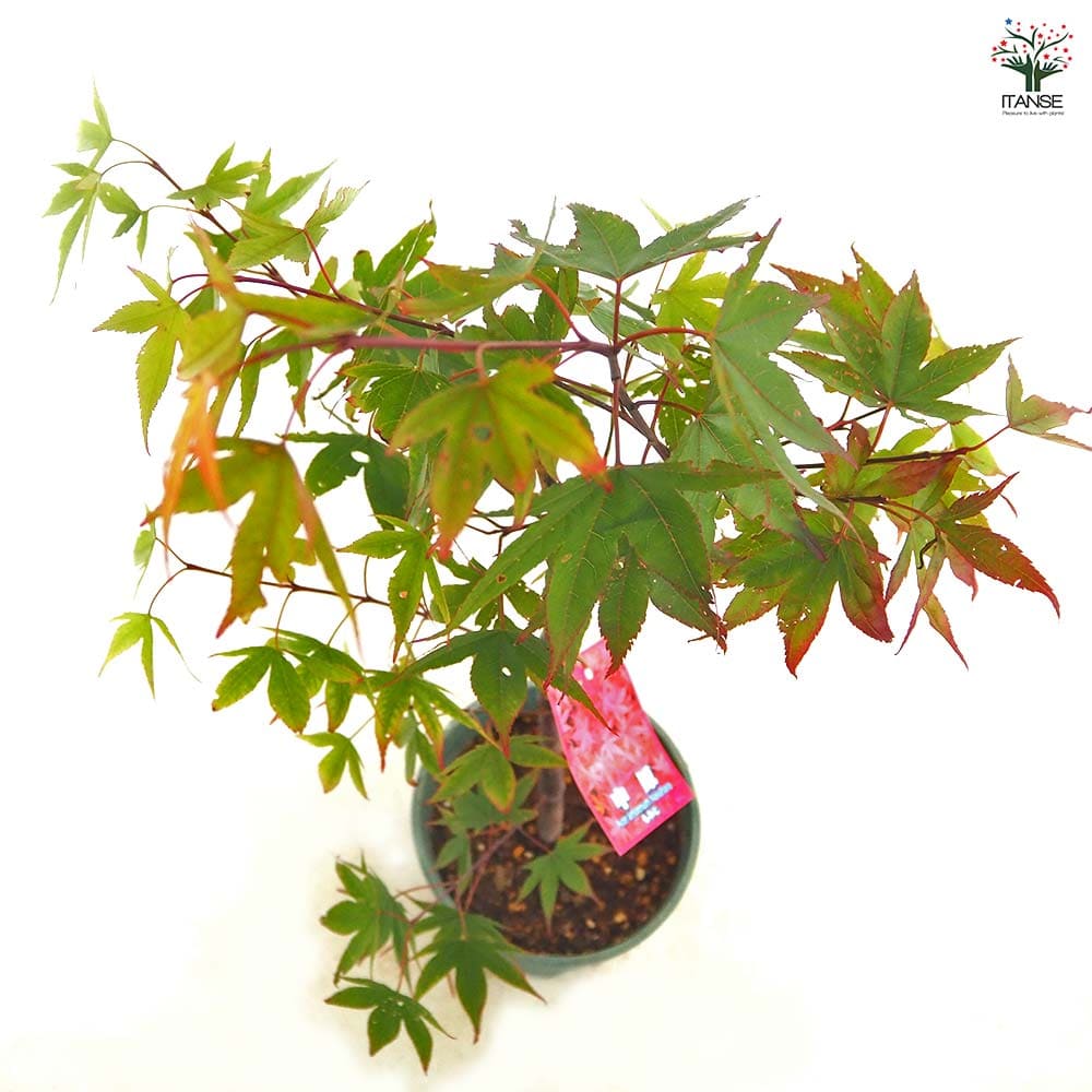 モミジ(カエデ)の苗木 中原 【花木苗 5号／1個売り】｜ 【植物の