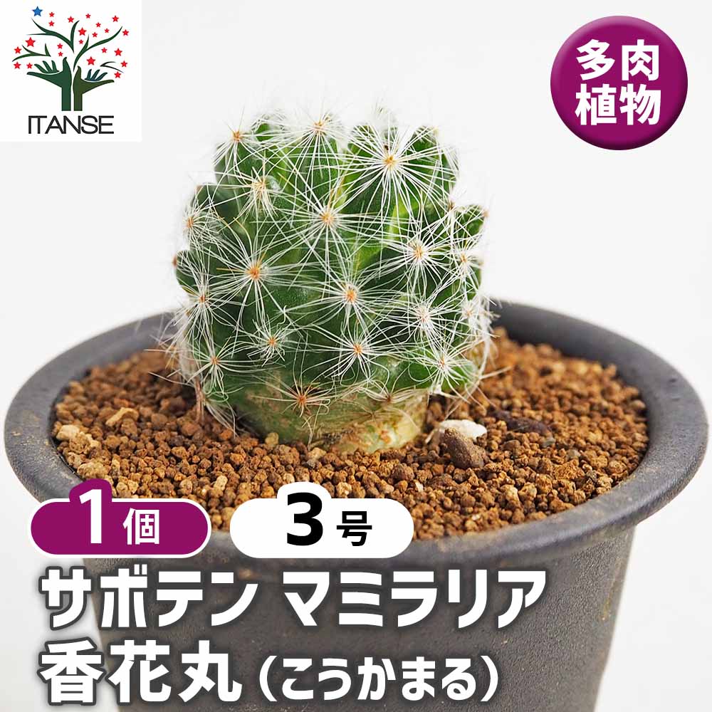 サボテン マミラリア 香花丸(こうかまる) 【多肉植物 3号／1個売り