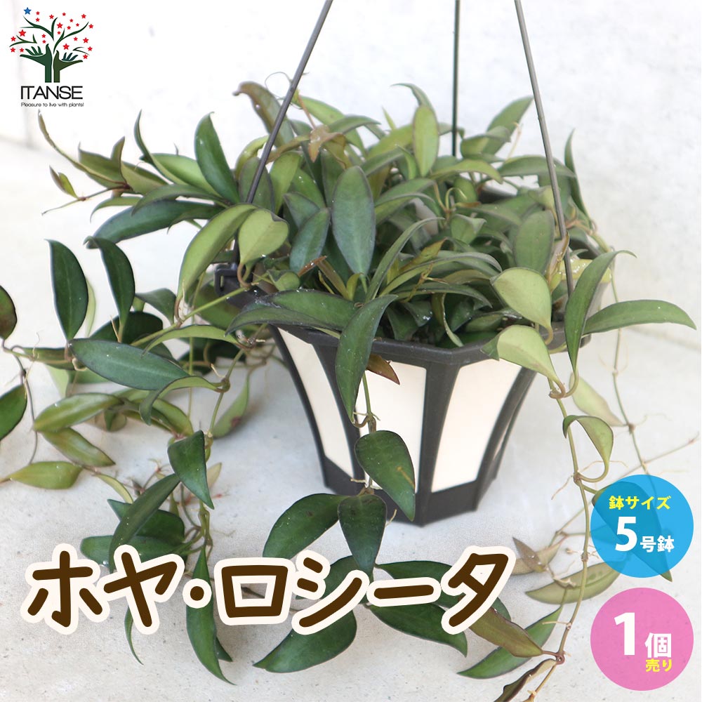 ホヤ(桜ラン)・ロシータ 【観葉植物 リビングやオフィス向きサイズ 吊