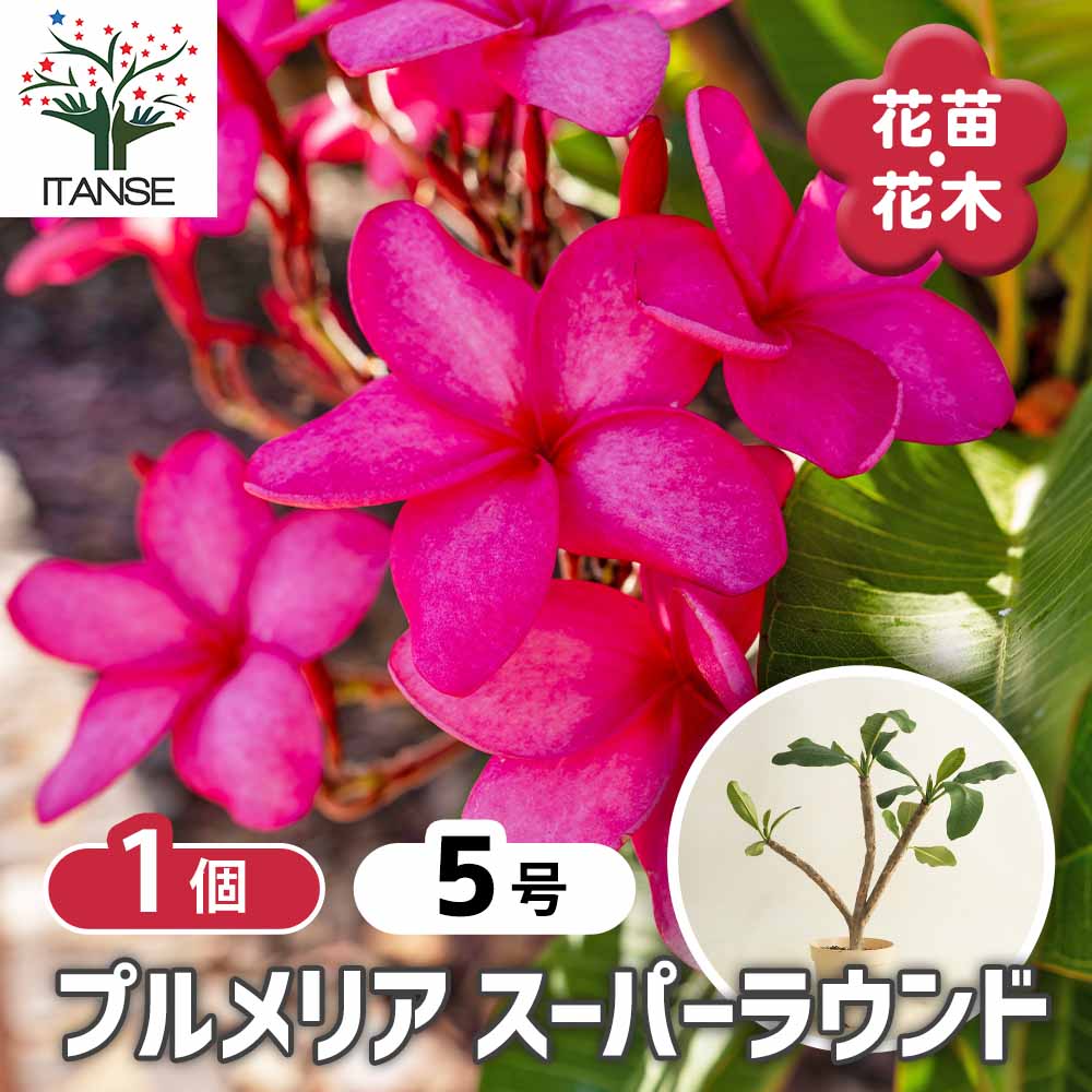 プルメリアの苗 スーパーラウンド 【花木苗 5号／1個売り】｜ 【植物の