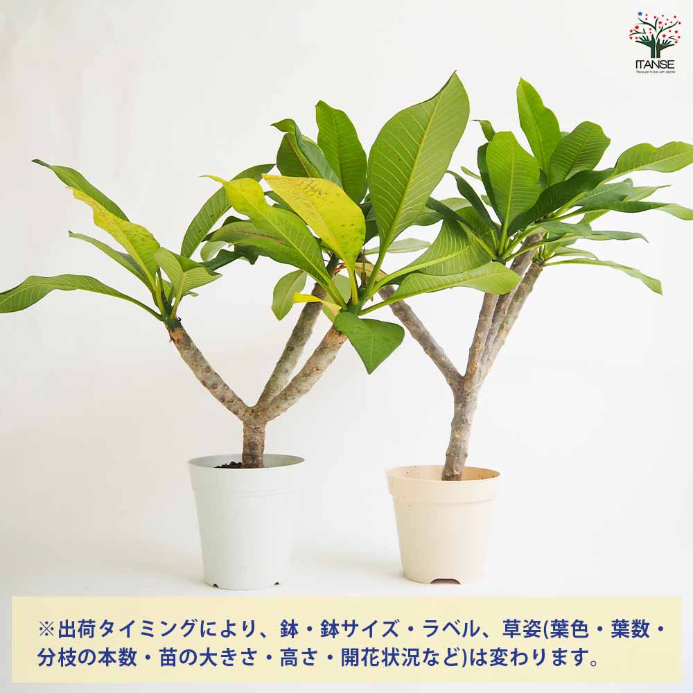 プルメリアの苗 スーパーラウンド 【花木苗 5号／1個売り】｜ 【植物の