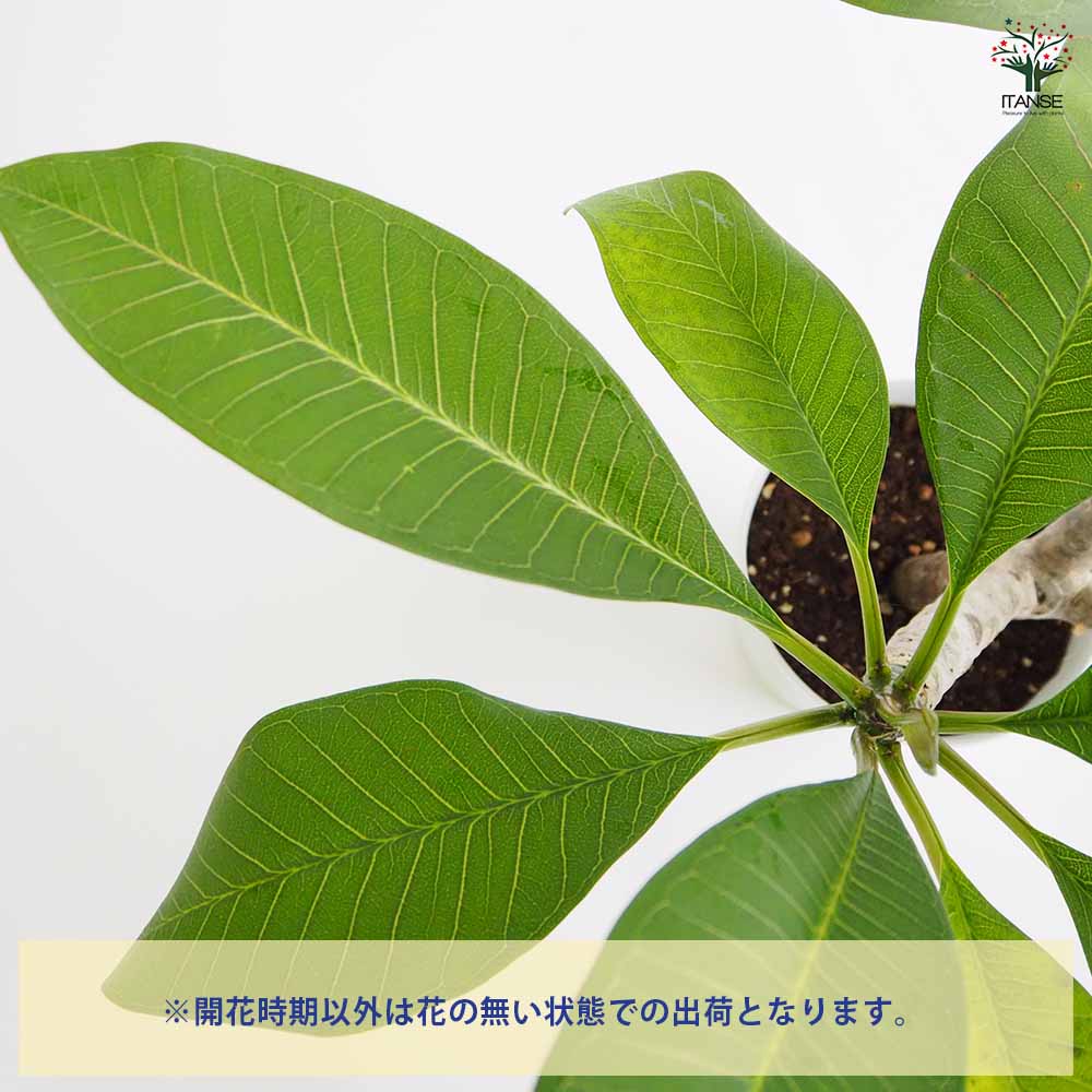 プルメリアの苗 スーパーラウンド 【花木苗 5号／1個売り】｜ 【植物の