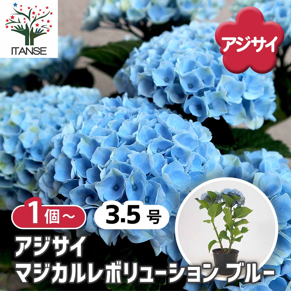 アジサイ マジカルレボリューション ブルー 【花木苗 3.5号】｜ 【植物