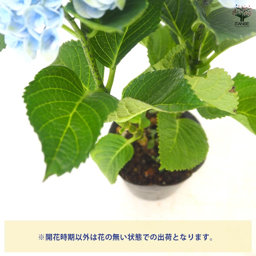 アジサイ マジカルレボリューション ブルー 【花木苗 3.5号】｜ 【植物