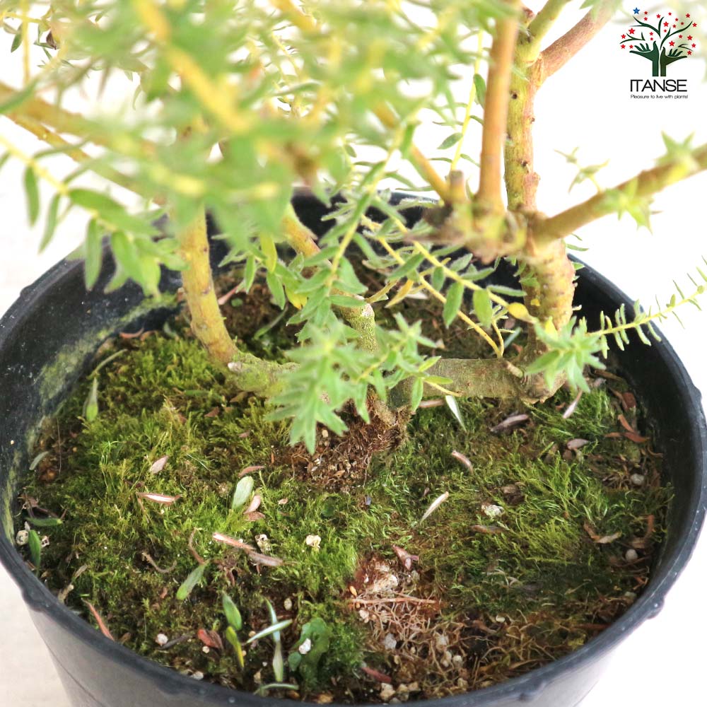 フィリカ プベッセンス ハイドラ 苗 オージープランツ ネイティブプランツ 人気❗️フィリカ プベッセンス ハイドラ 苗 オージープランツ