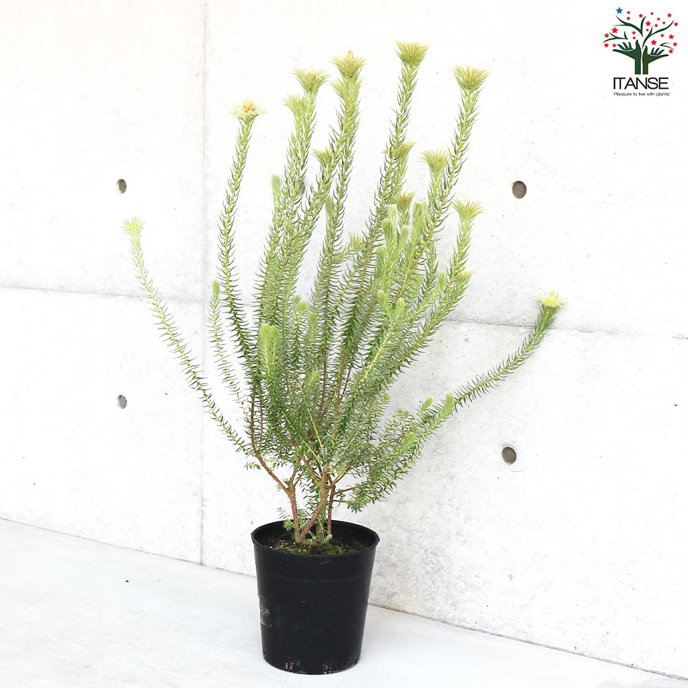 フィリカ プベッセンス ハイドラ【花苗 7号鉢／1個売り】｜ 【植物の