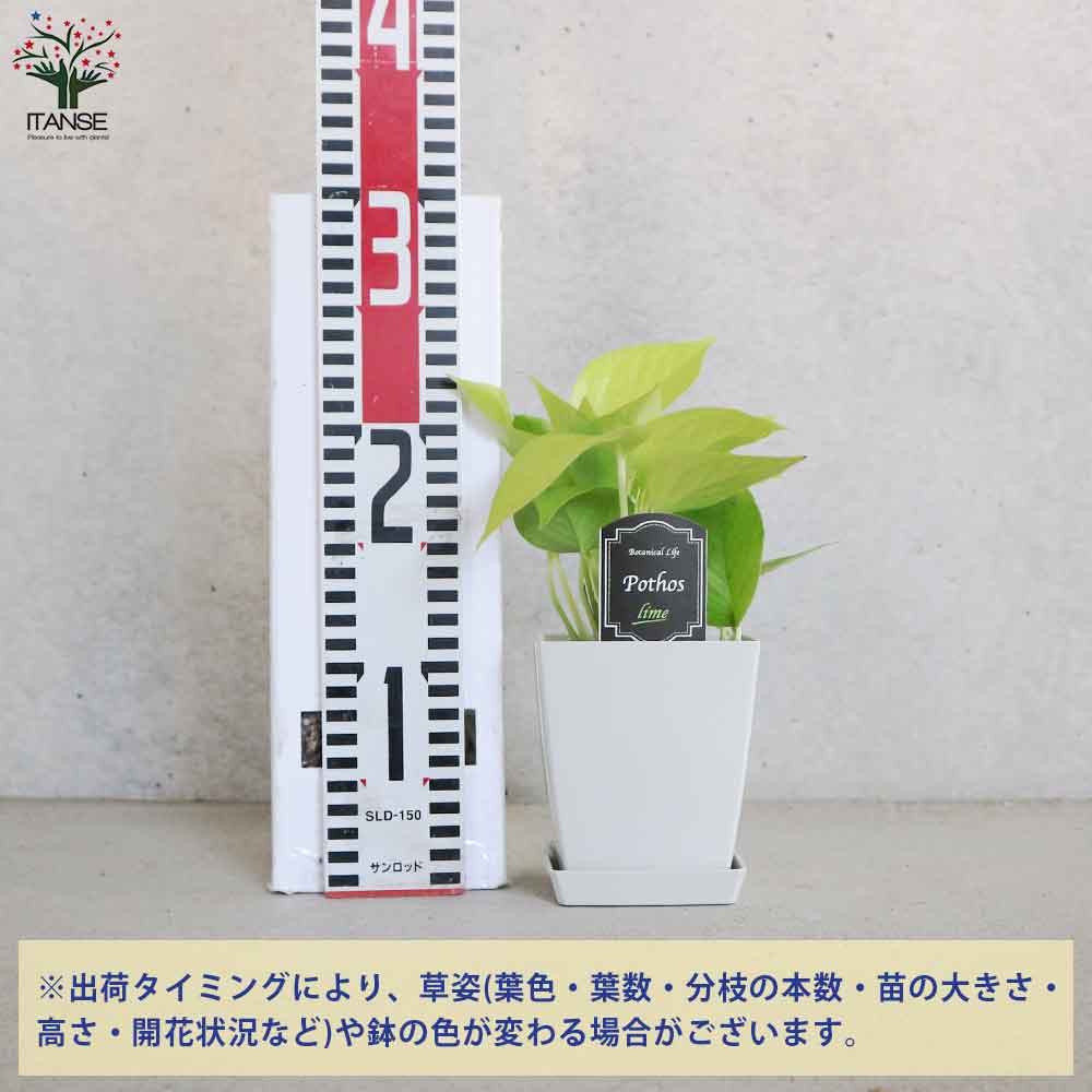 ポトス ライム【観葉植物 角鉢4号／1個売り】