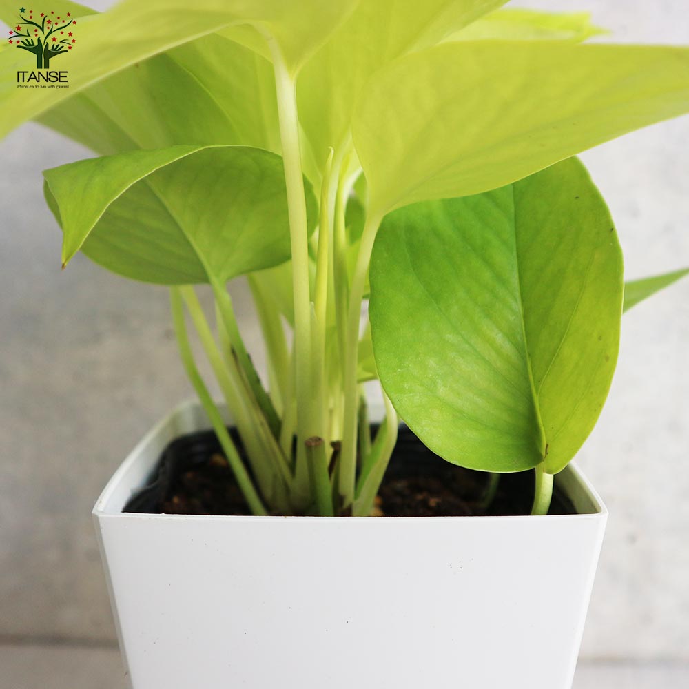 ポトスライムコンパクト ポトス ライム【観葉植物 角鉢4号／1個売り】｜ 【植物の