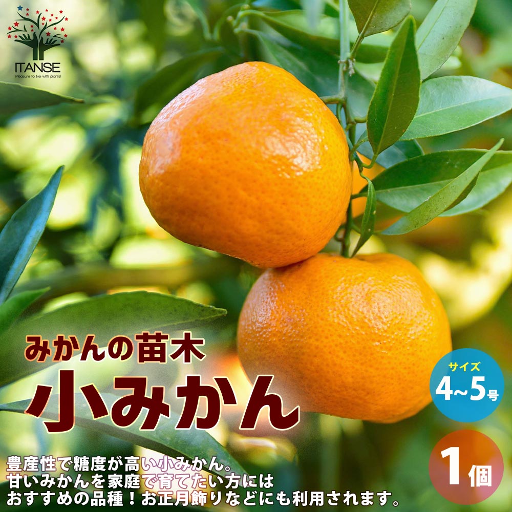 みかんの苗木 小みかん【果樹の苗木 4～5号ポット／1個売り】