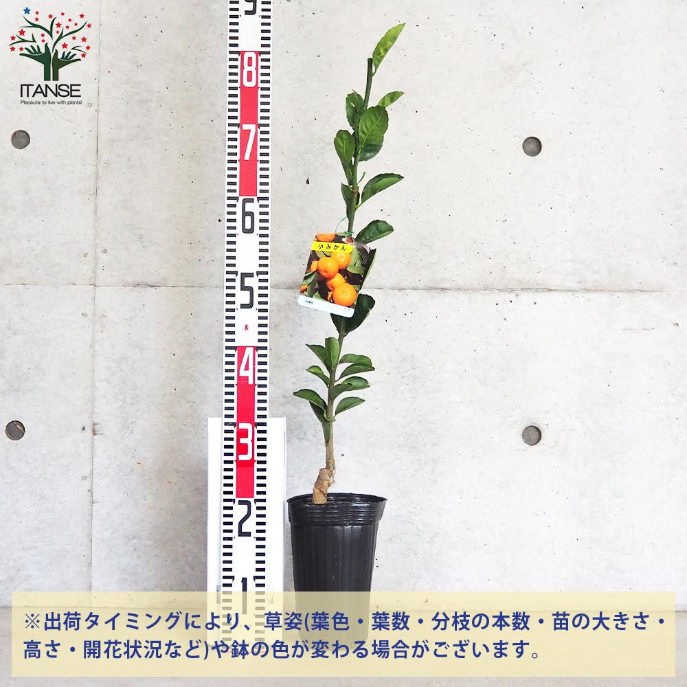 みかんの苗木 小みかん【果樹の苗木 4～5号ポット／1個売り】