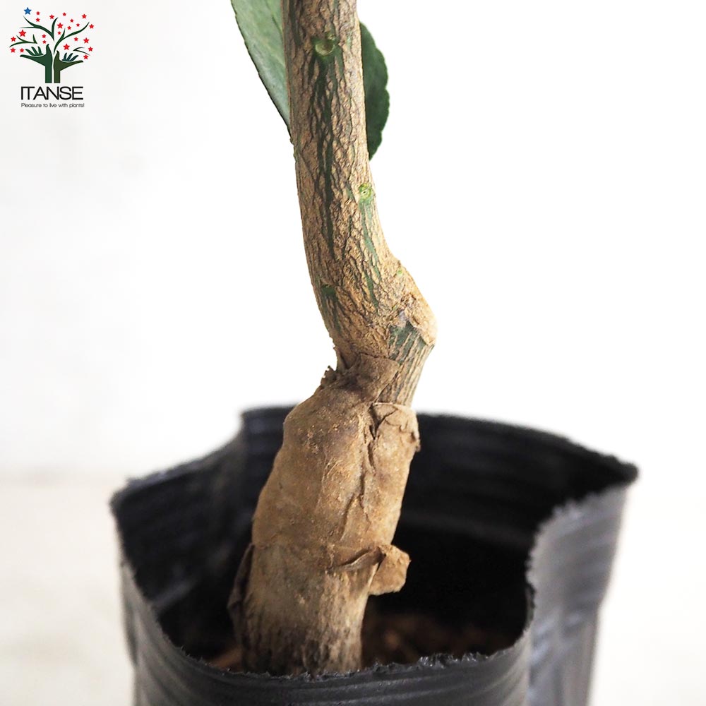 みかんの苗木 小みかん【果樹の苗木 4～5号ポット／1個売り】