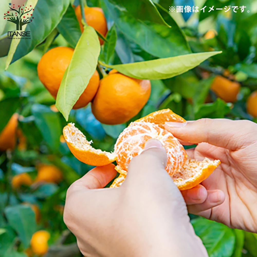 みかんの苗木 小みかん【果樹の苗木 4～5号ポット／1個売り】