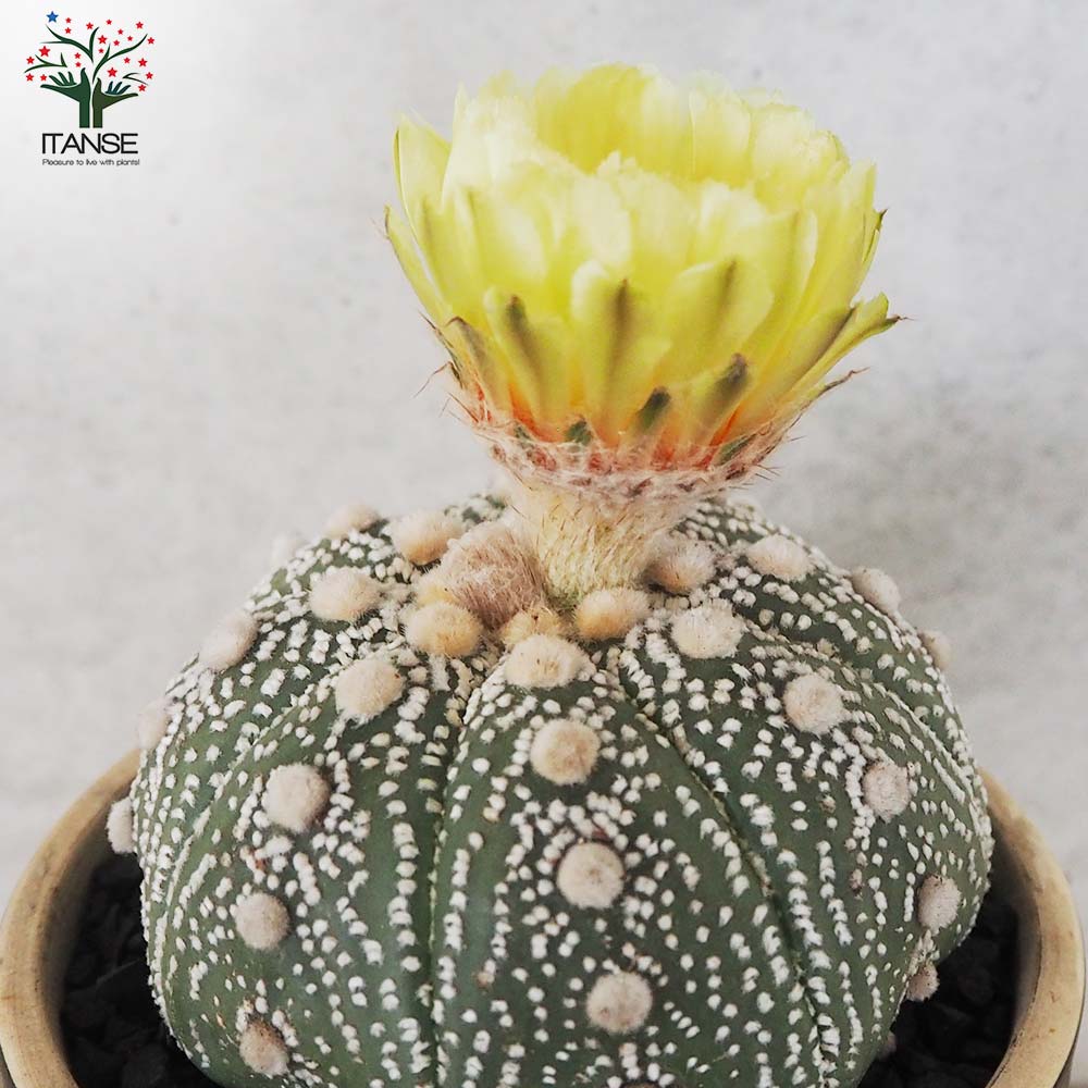 アストロフィツム 兜丸(カブトマル)【多肉植物 お洒落な3号陶器鉢／1個