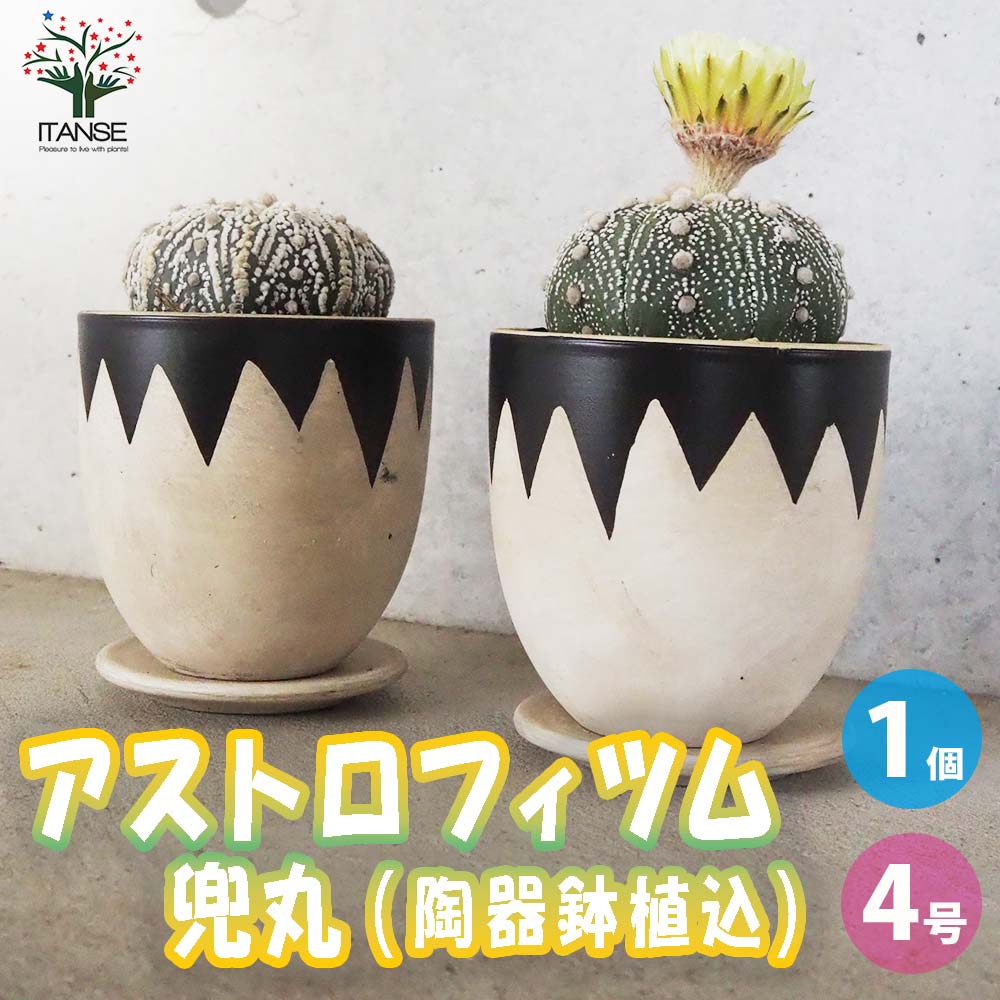 アストロフィツム 兜丸(カブトマル)【多肉植物 お洒落な3号陶器鉢／1個