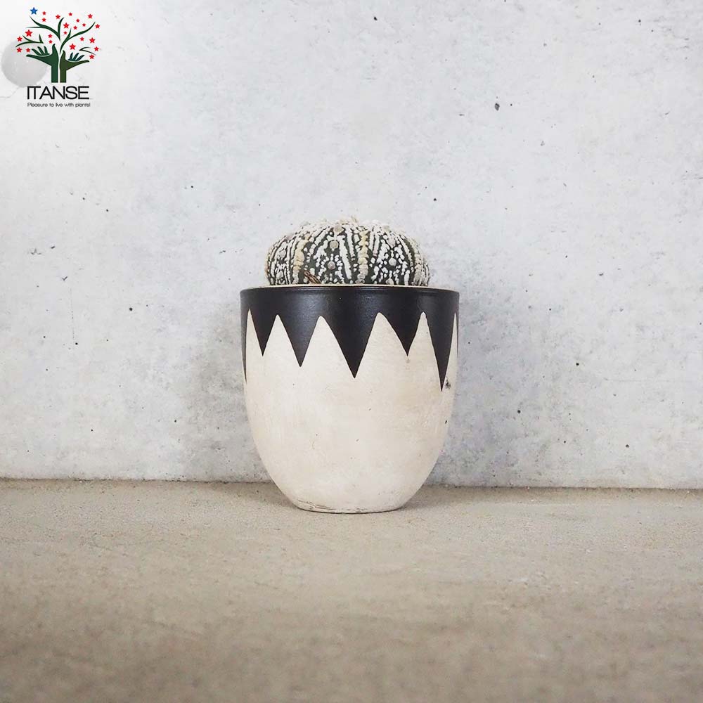 アストロフィツム 兜丸(カブトマル)【多肉植物 お洒落な3号陶器鉢／1個