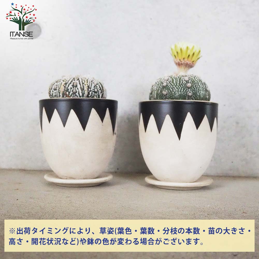 アストロフィツム 兜丸(カブトマル)【多肉植物 お洒落な3号陶器鉢／1個