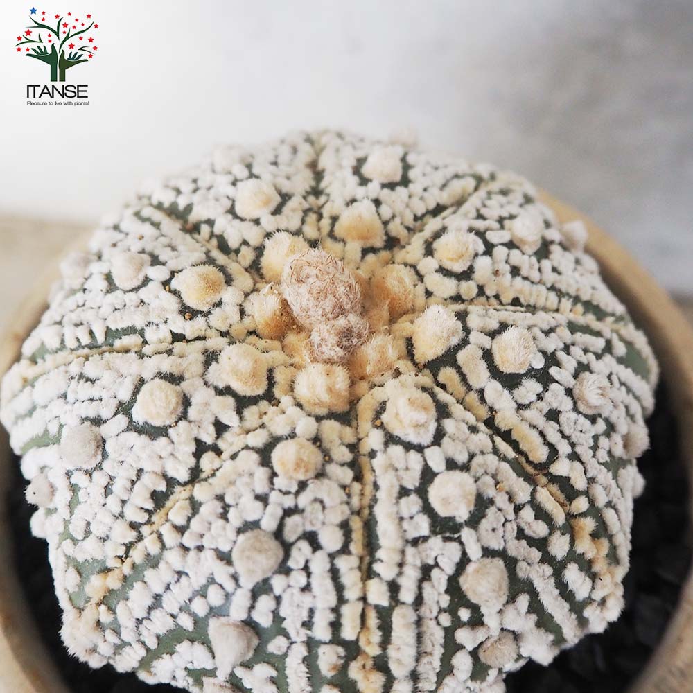 アストロフィツム 兜丸(カブトマル)【多肉植物 お洒落な3号陶器鉢／1個