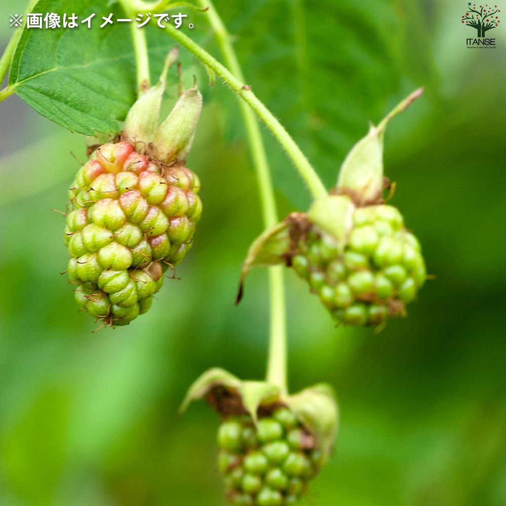 ブラックベリーの苗木 ブラックサテン【果樹の苗 12cmポット 1年生