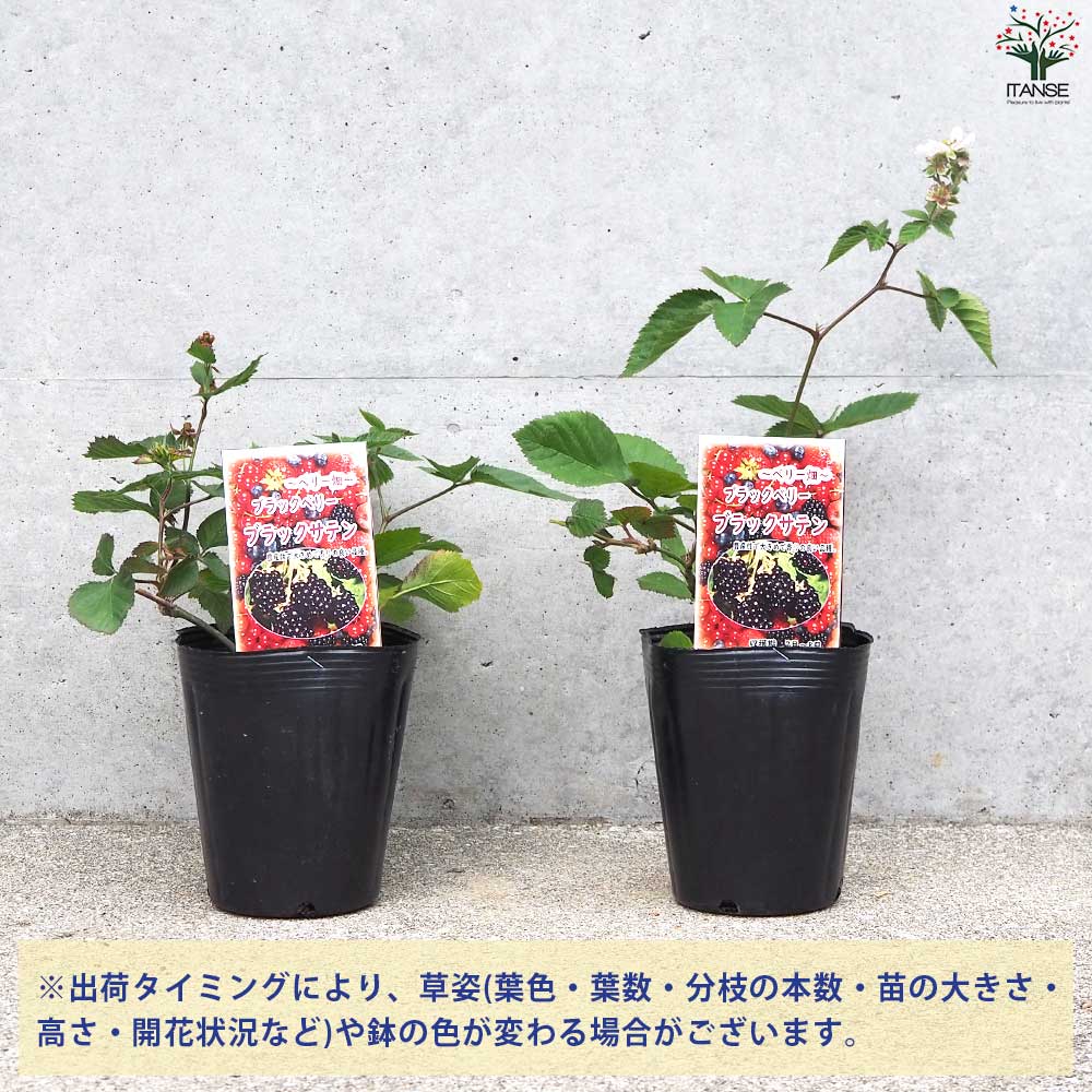 れでぃばぁど様ご確認用 ブラックベリー 挿し木苗 棘なし１苗 れでぃばぁど様ご確認用 ブラックベリー 挿し木苗 棘なし