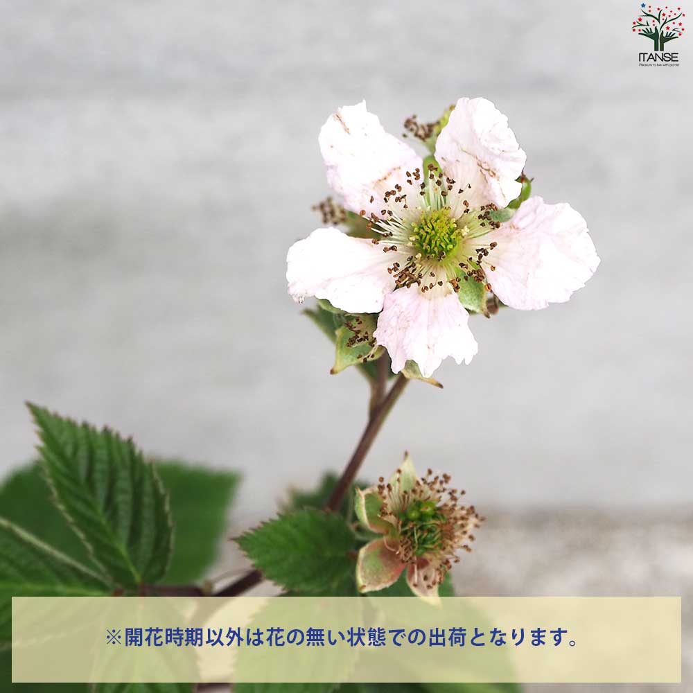 ブラックベリーの苗木 ブラックサテン【果樹の苗 12cmポット 1年生