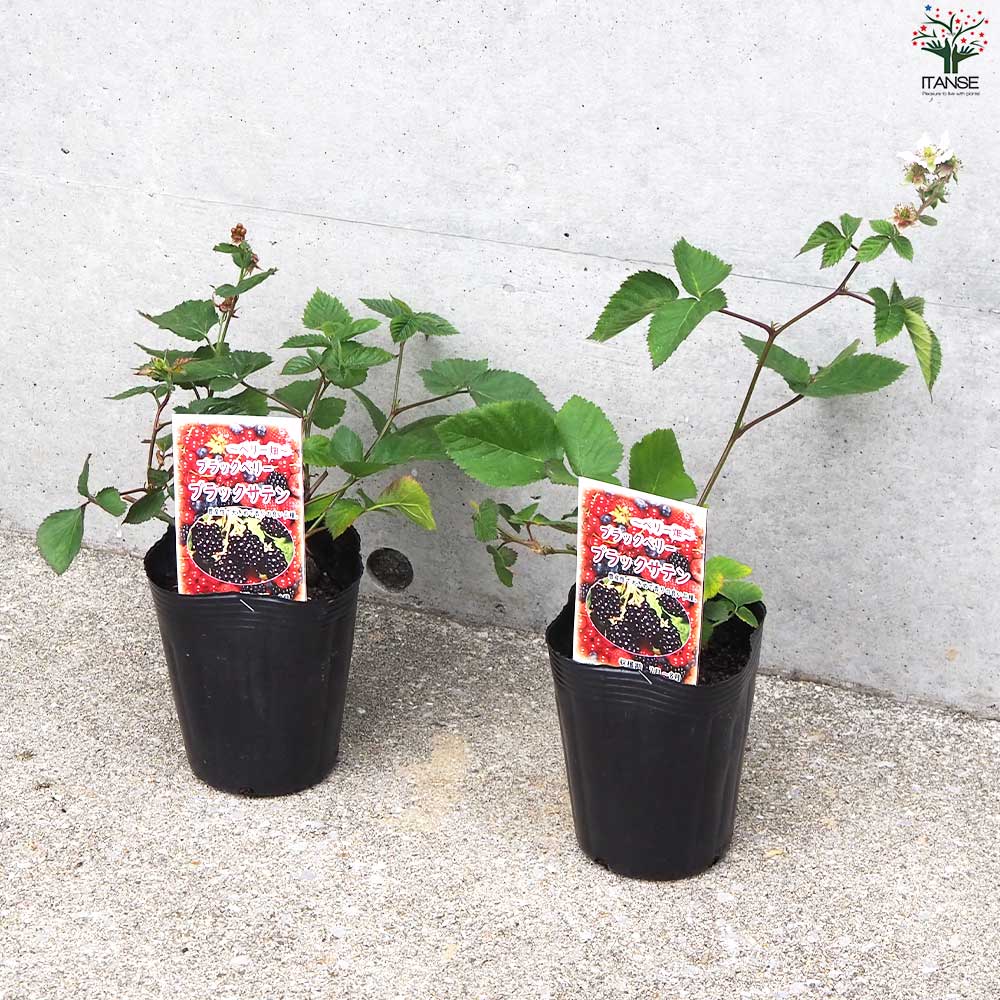 ブラックベリーの苗木 ブラックサテン【果樹の苗 12cmポット 1