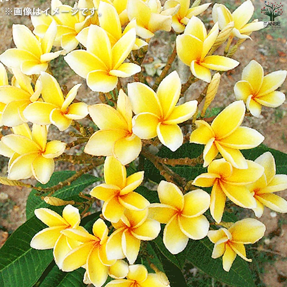 プルメリア苗木 品種：アフリーク【花苗 5号鉢／1個売り】｜ 【植物の