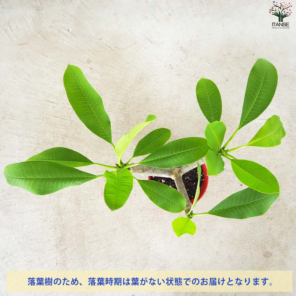 プルメリア苗木 品種：アフリーク【花苗 5号鉢／1個売り】｜ 【植物の