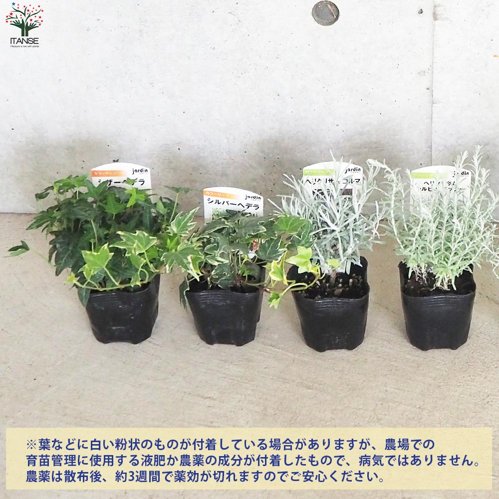 寄せ植えに欠かせない名脇役！リーフBセット 7品種各1個【花苗 9cm