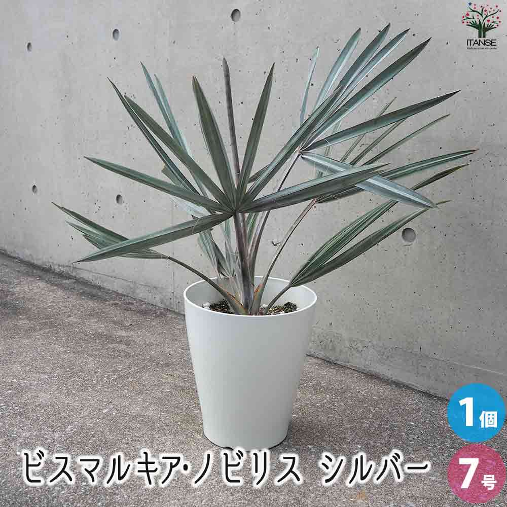 ビスマルキア ノビリス シルバー【観葉植物 7号／1個売り】