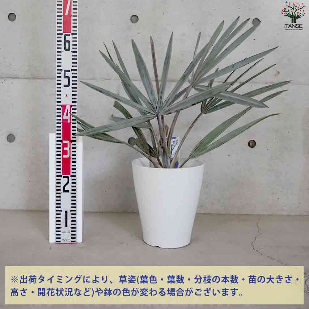 【良好】シルバーリーフ ビスマルキアノビリスシルバー 販売中〜 良好】シルバーリーフ ビスマルキアノビリスシルバー 販売中