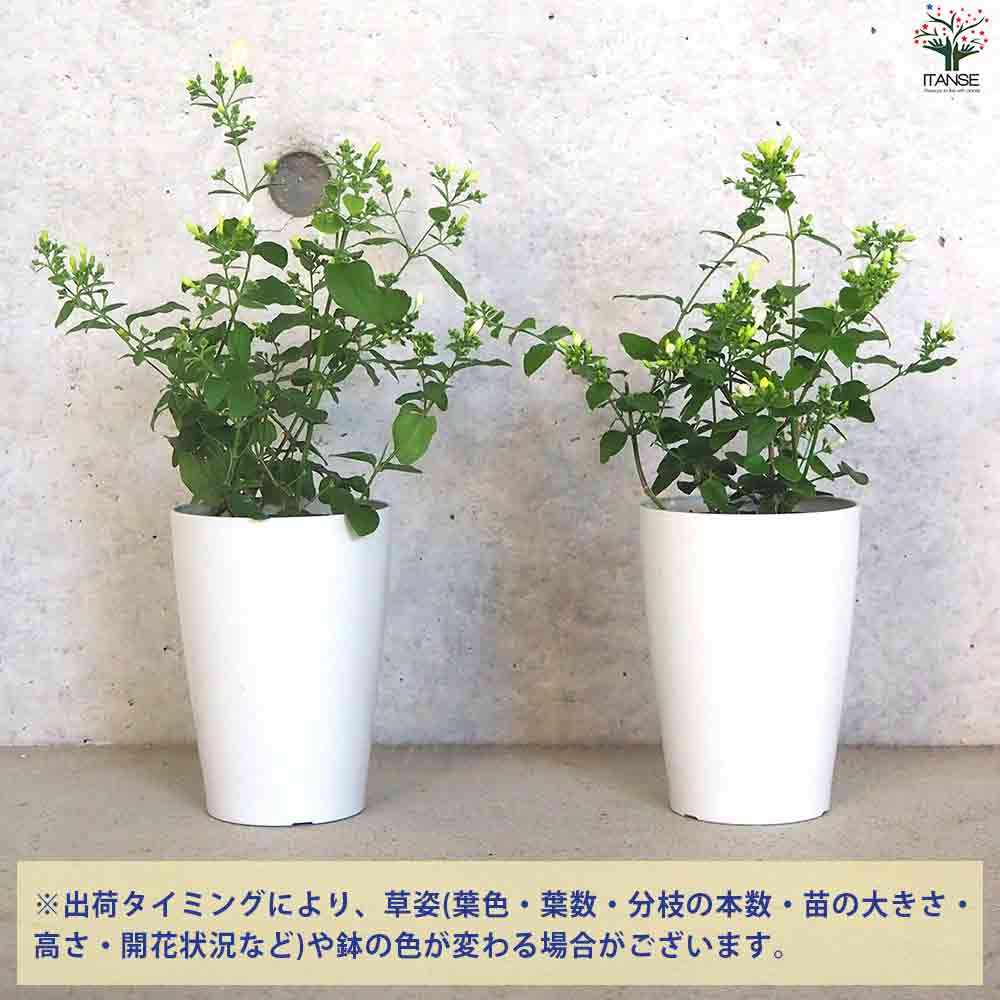 クリスタルジャスミン 【花苗 3.5号ポット】｜ 【植物のITANSE