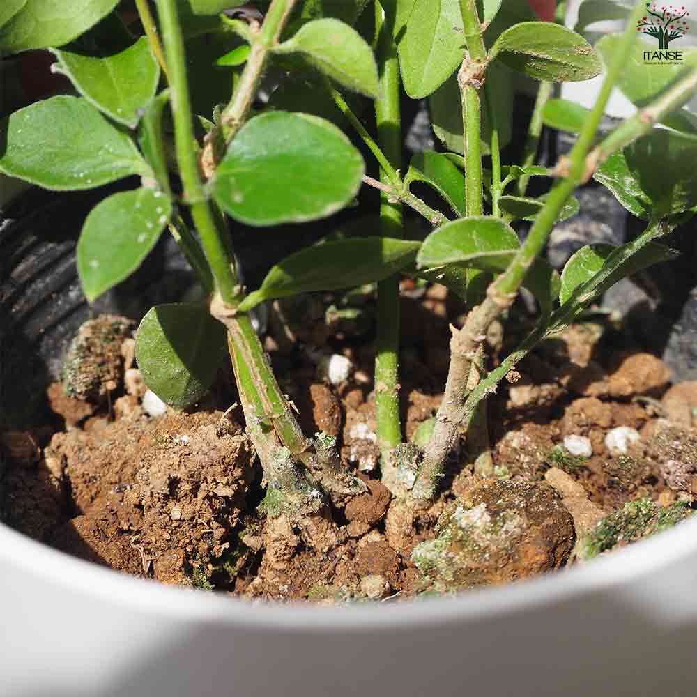 クリスタルジャスミン 【花苗 3.5号ポット】｜ 【植物のITANSE