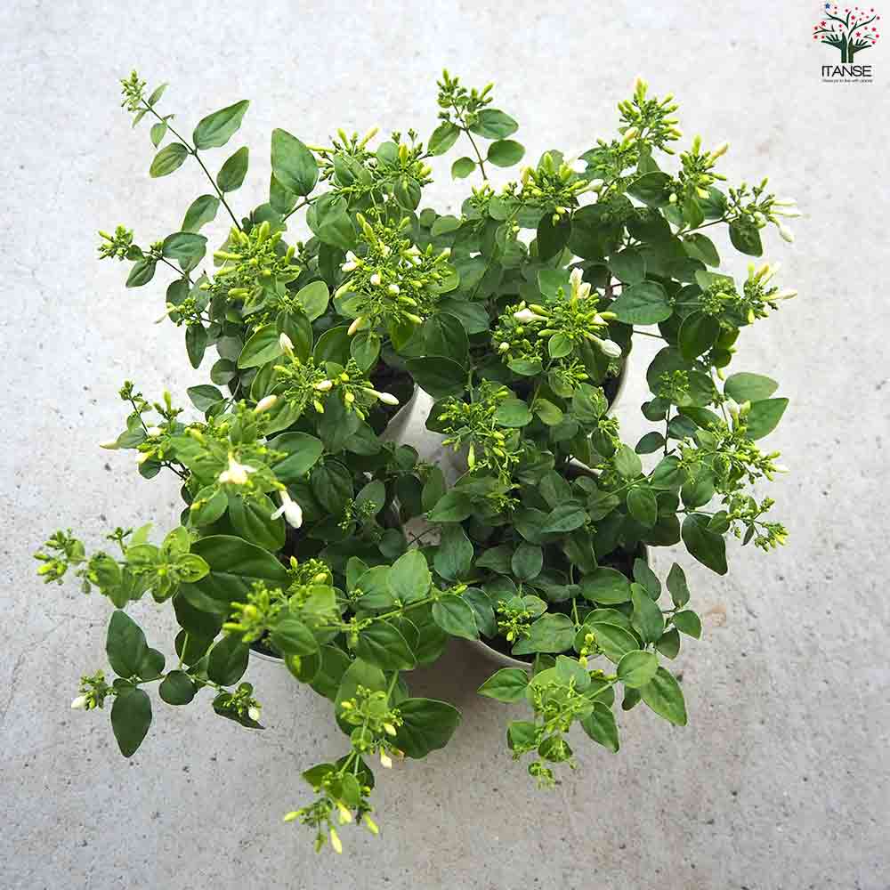 クリスタルジャスミン 【花苗 3.5号ポット】｜ 【植物のITANSE